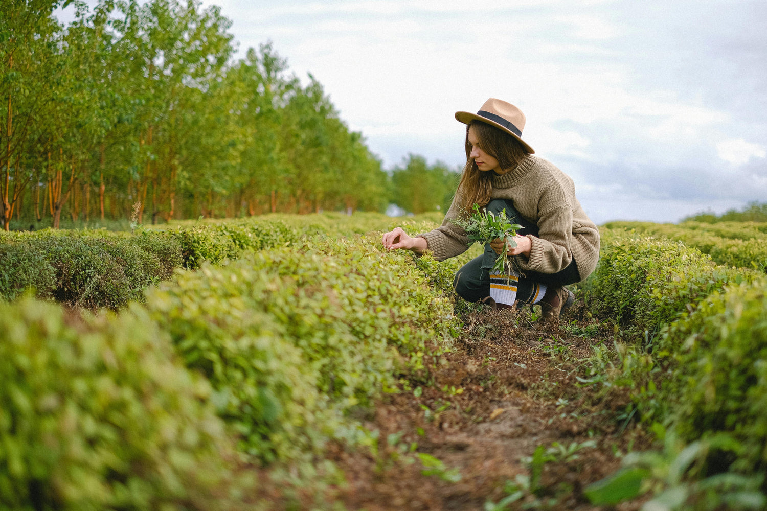 Gardening